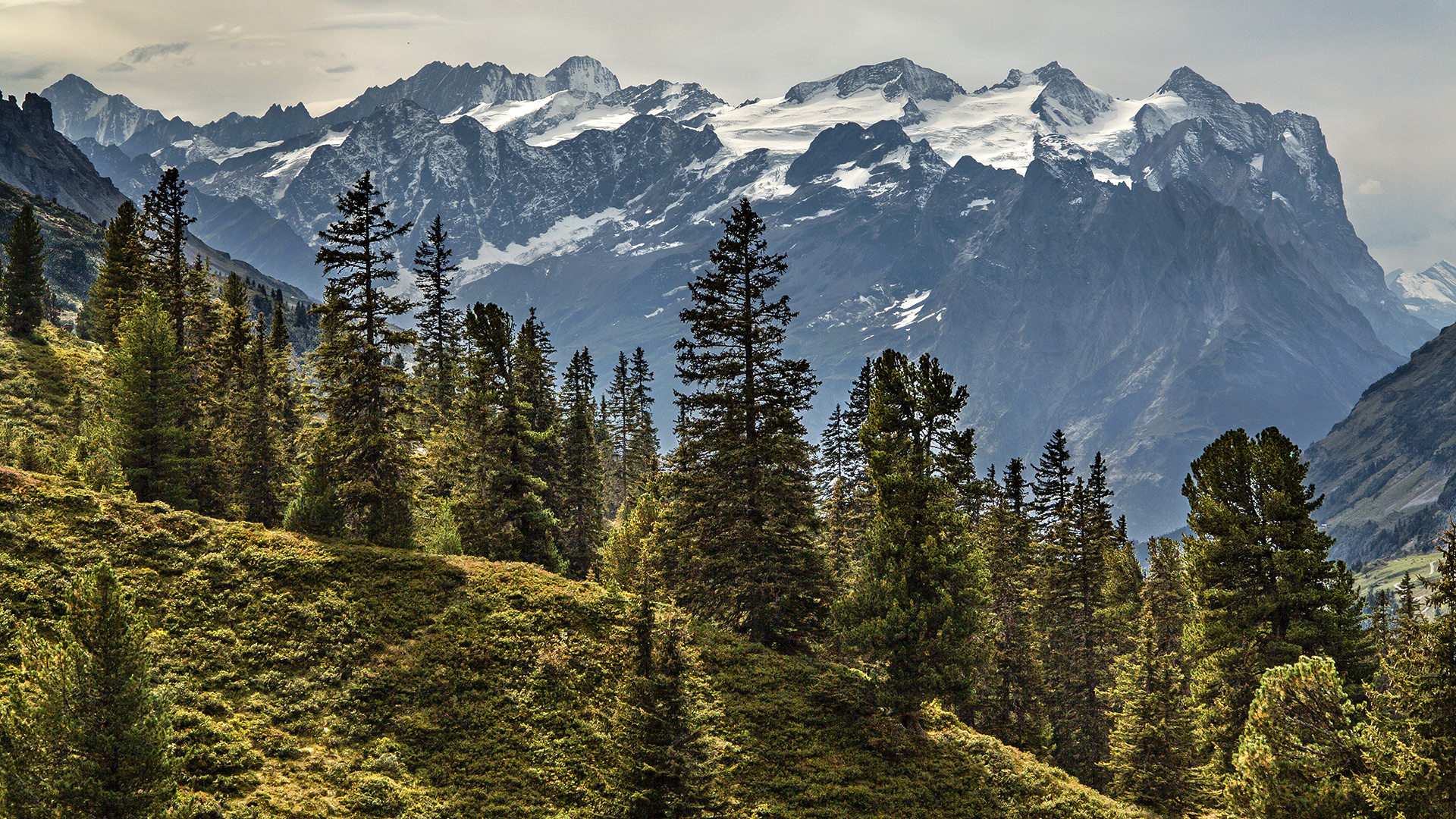 Panoramablick vom Engstlensee: Finsteraarhorn, Lauteraarhorn, Schreckhorn, Wetterhorngruppe.