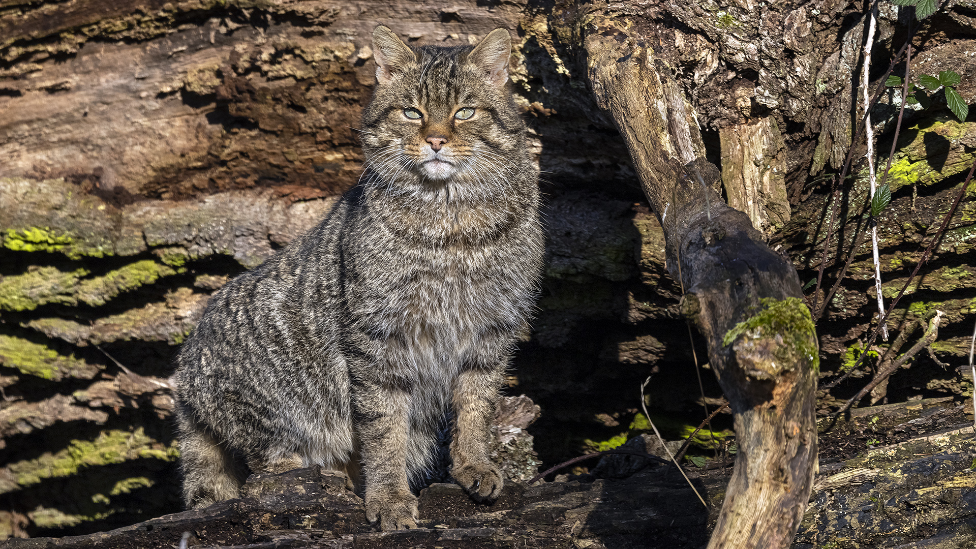Und die genießen auch die wilden Katzen beim Auftanken.