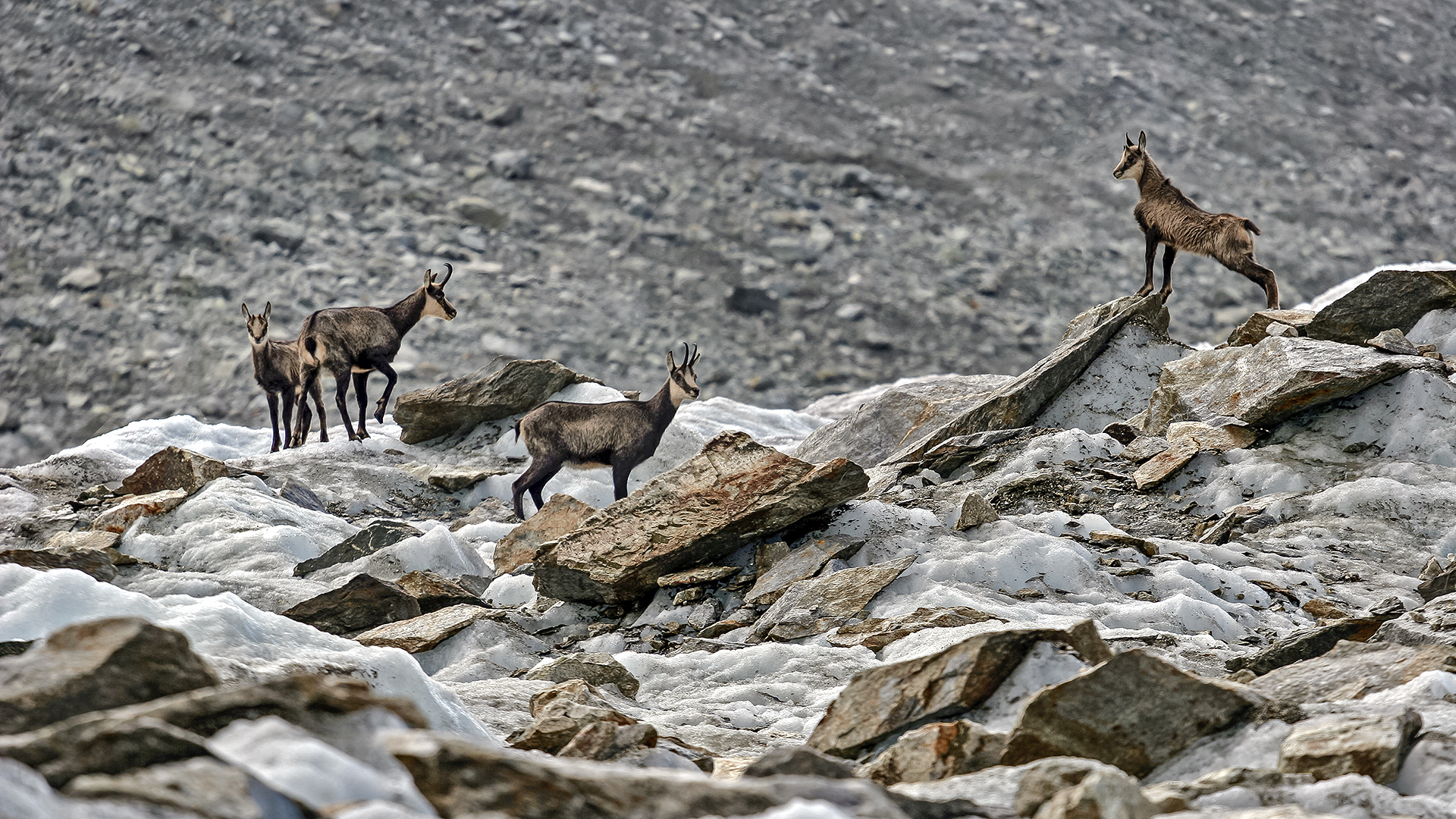 Gamswild am Oberaargletscher.