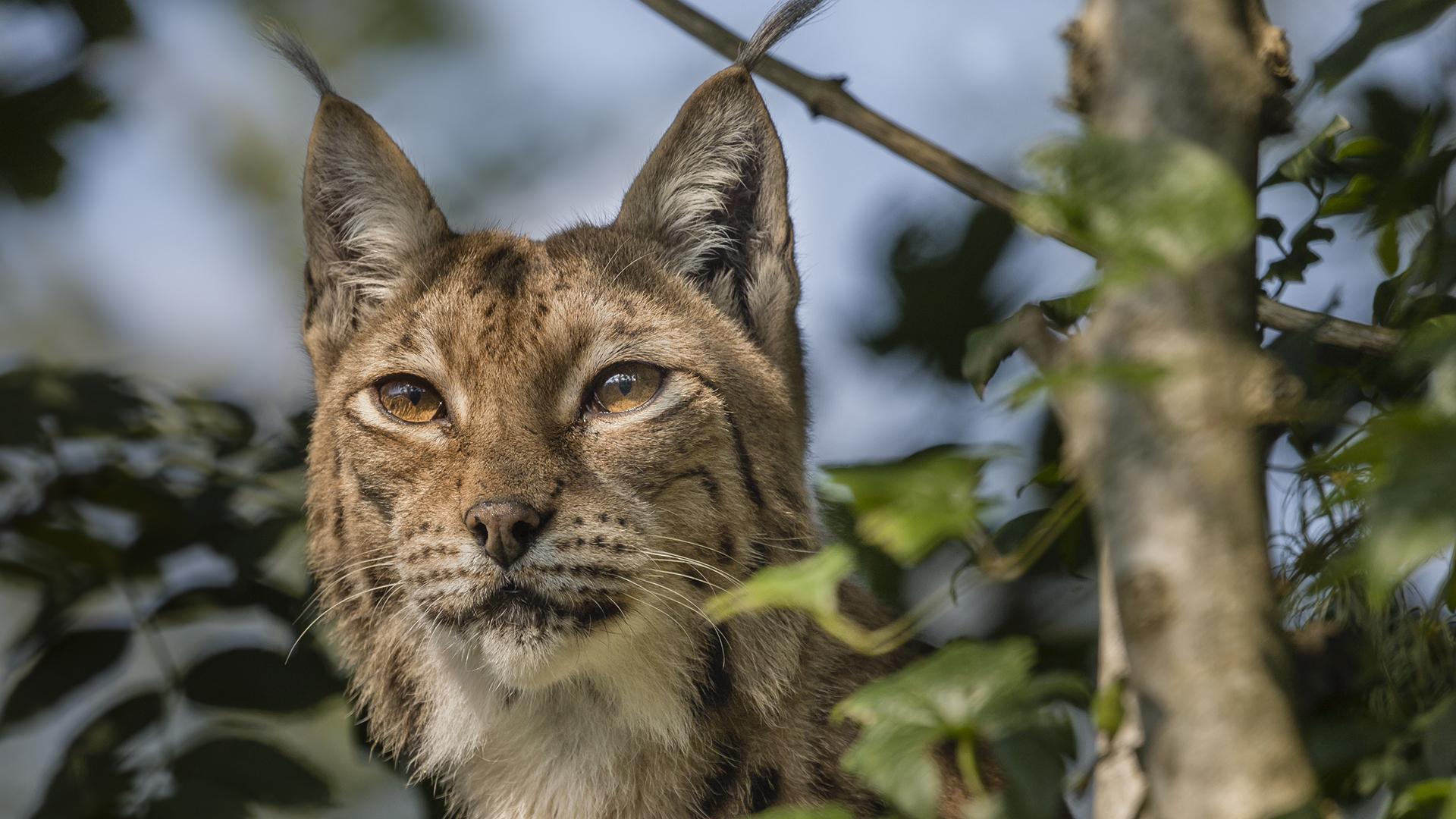 Europäischer Luchs