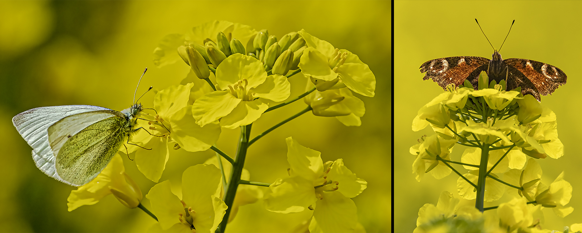 Rhapsody in YELLOW.