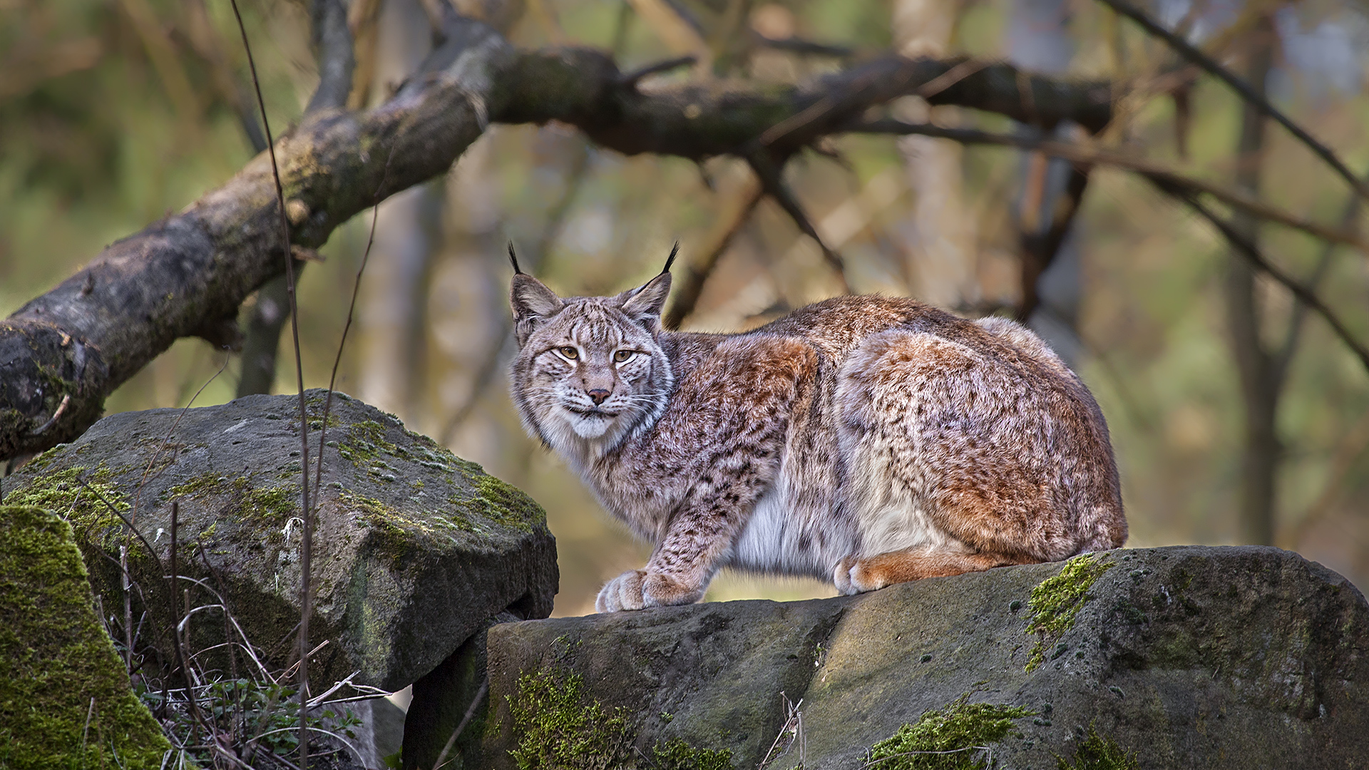 Wildpark Hanau-Kleinauheim: Auch der Lux wird deutlich aktiver!