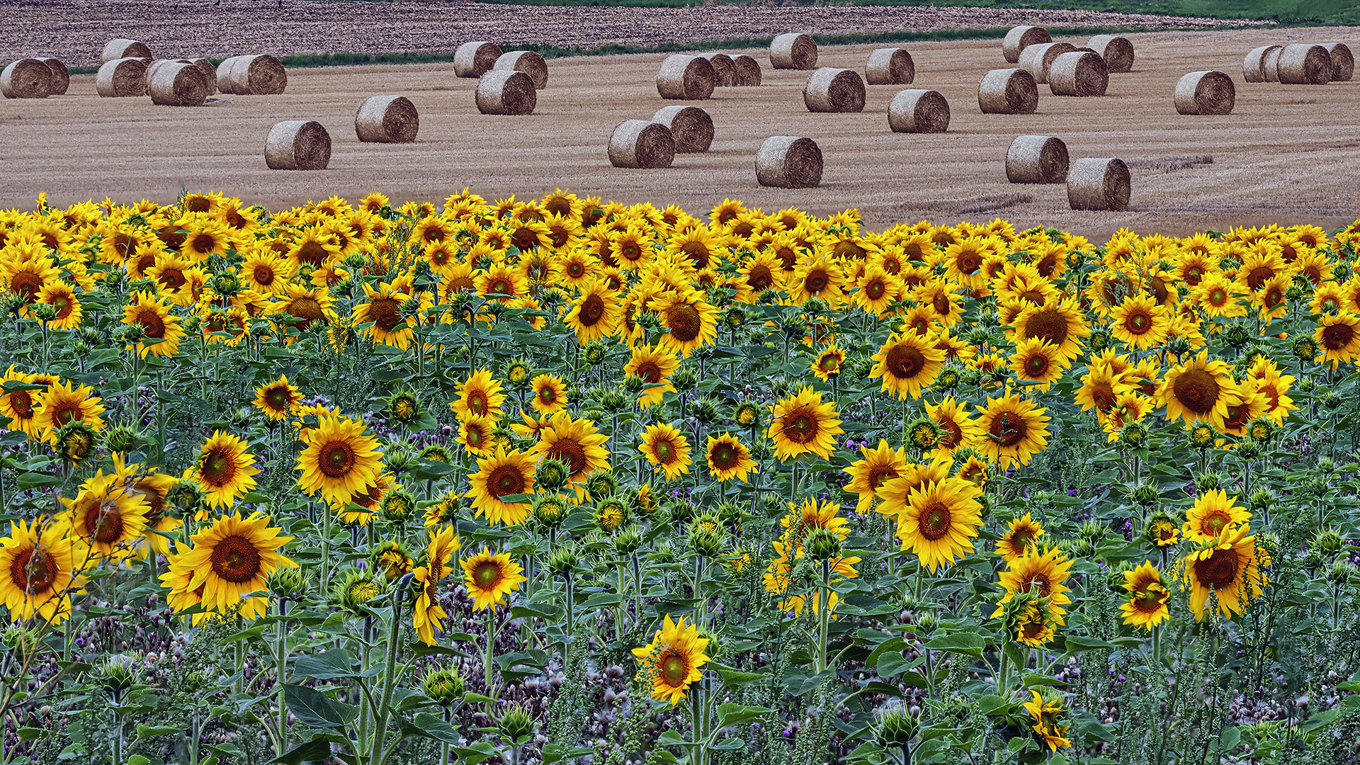 Sommer 2023 - feuchter dank nachhaltiger Westwetter-Lage.