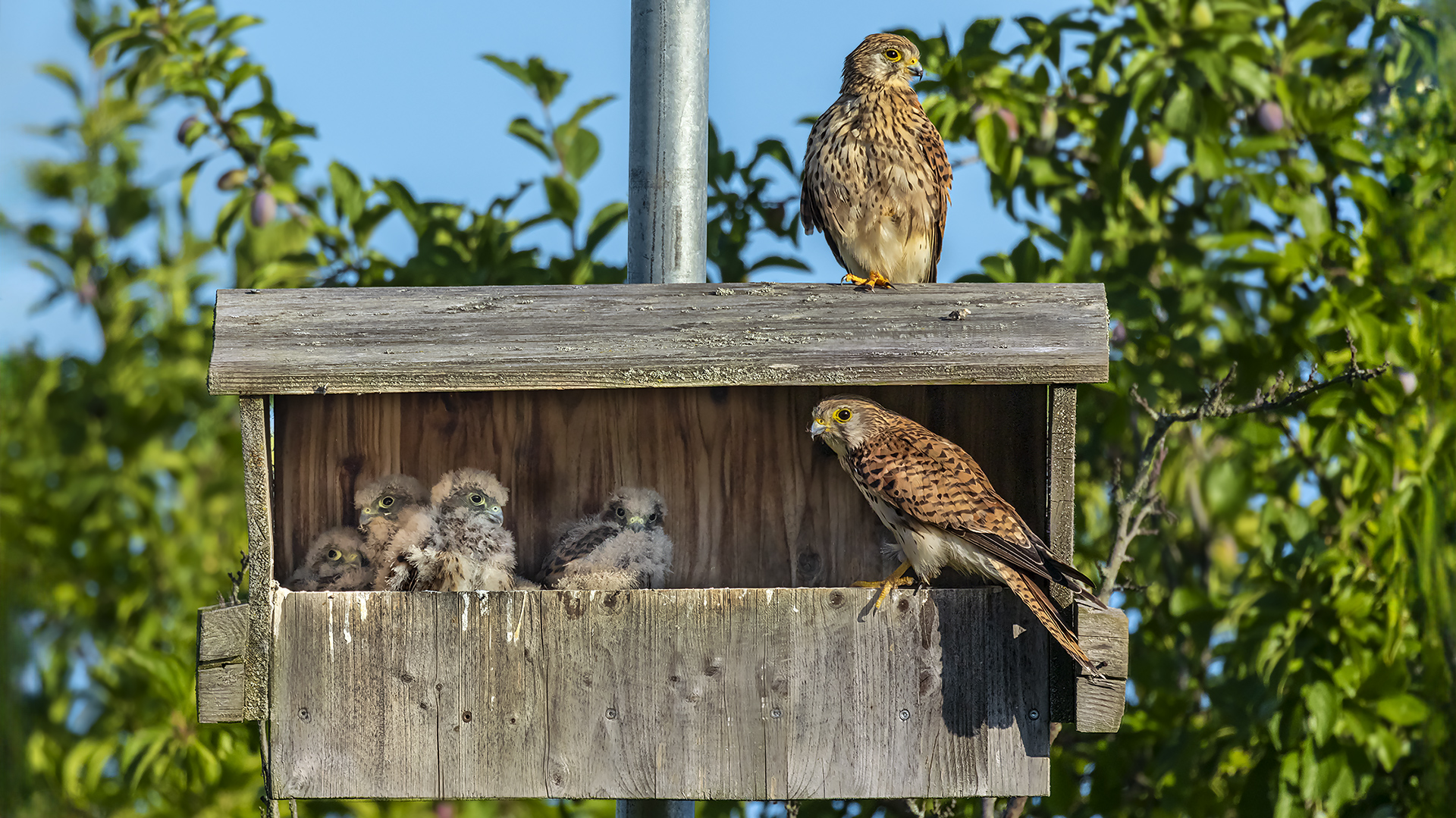 FAMILY Portrait: 2 + 4 = 6.