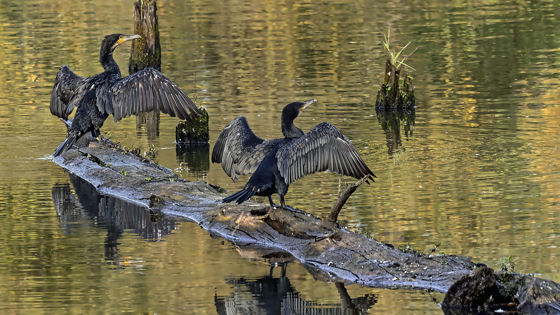 Gefiederpflege: Kormorane haben kein wasserabweisendes Federfett wie Gänse und Enten.