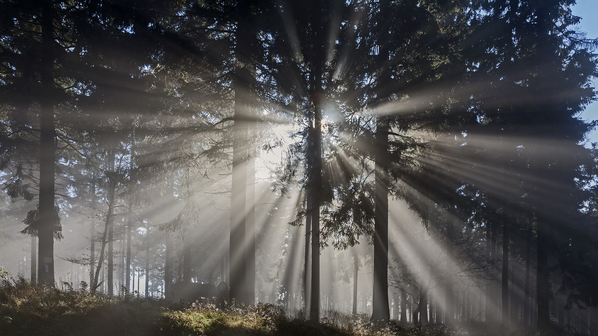 Nebelstimmung auf dem Großen Feldberg im Taunus.