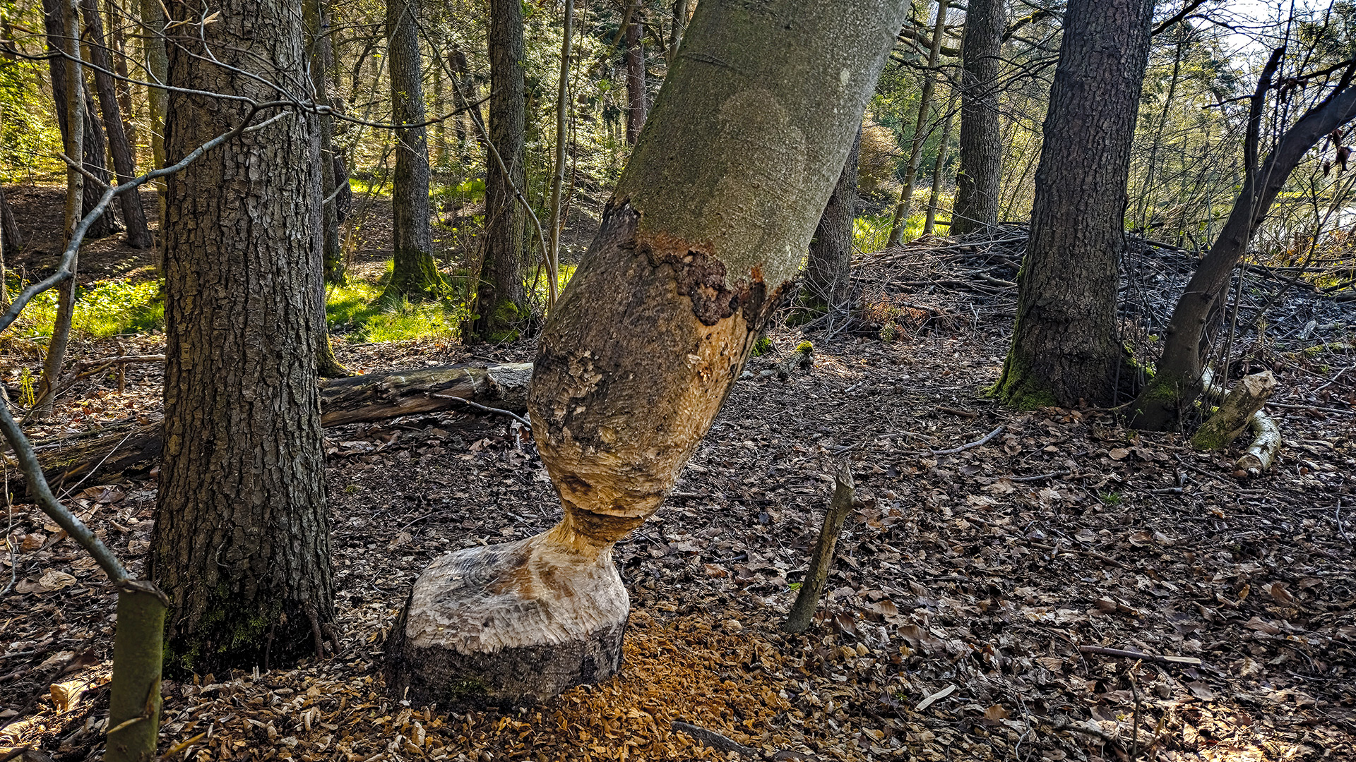 Grünwiesenweiher bei Usingen (Taunus). Die Nager selber sieht man tagsüber nicht.