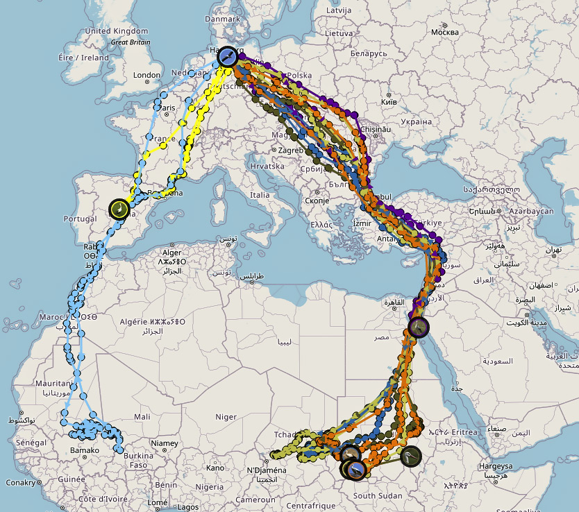 https://hamburg.nabu.de/tiere-und-pflanzen/voegel/weissstorch/besenderungsprojekt/index.html Der Zug der Weißstörche; Westroute über Spanien/Gibraltar versus Ostroute über den Bospurus, den Nahen Osten entlang des Nils.
