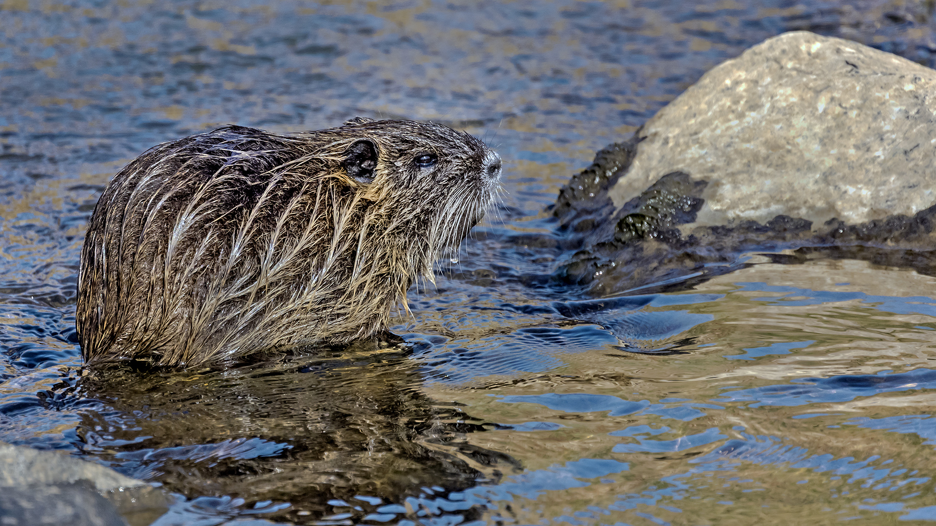 Nutria in den Nidderauen von Stockheim.