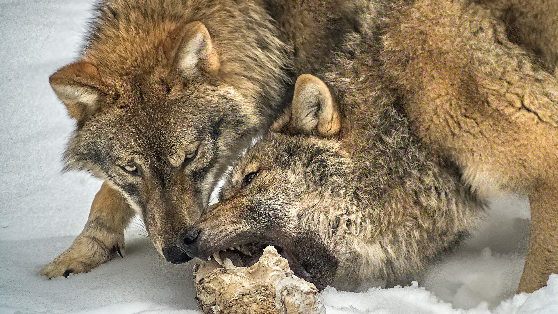 Grauwolf - beobachtet im NP Bayerischer Wald, Tierfreigelände.