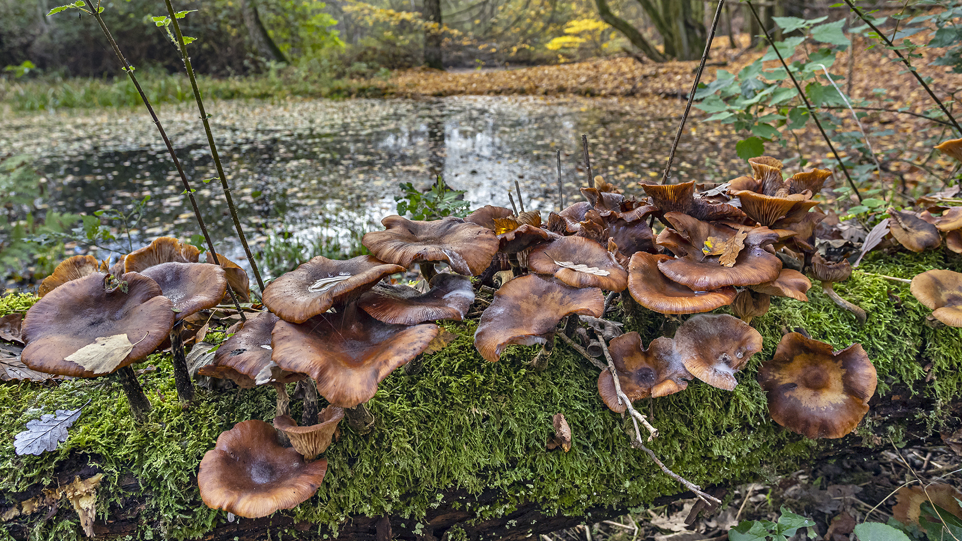 Pilzragout am Fischteich - NSG Niedernhausen Theisstal.