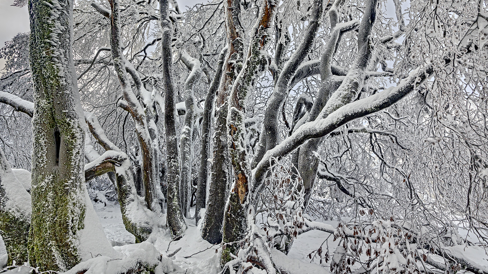 Väterchen Frost schafft einen einmaligen Märchenwald auf dem Großen Feldberg im Taunus