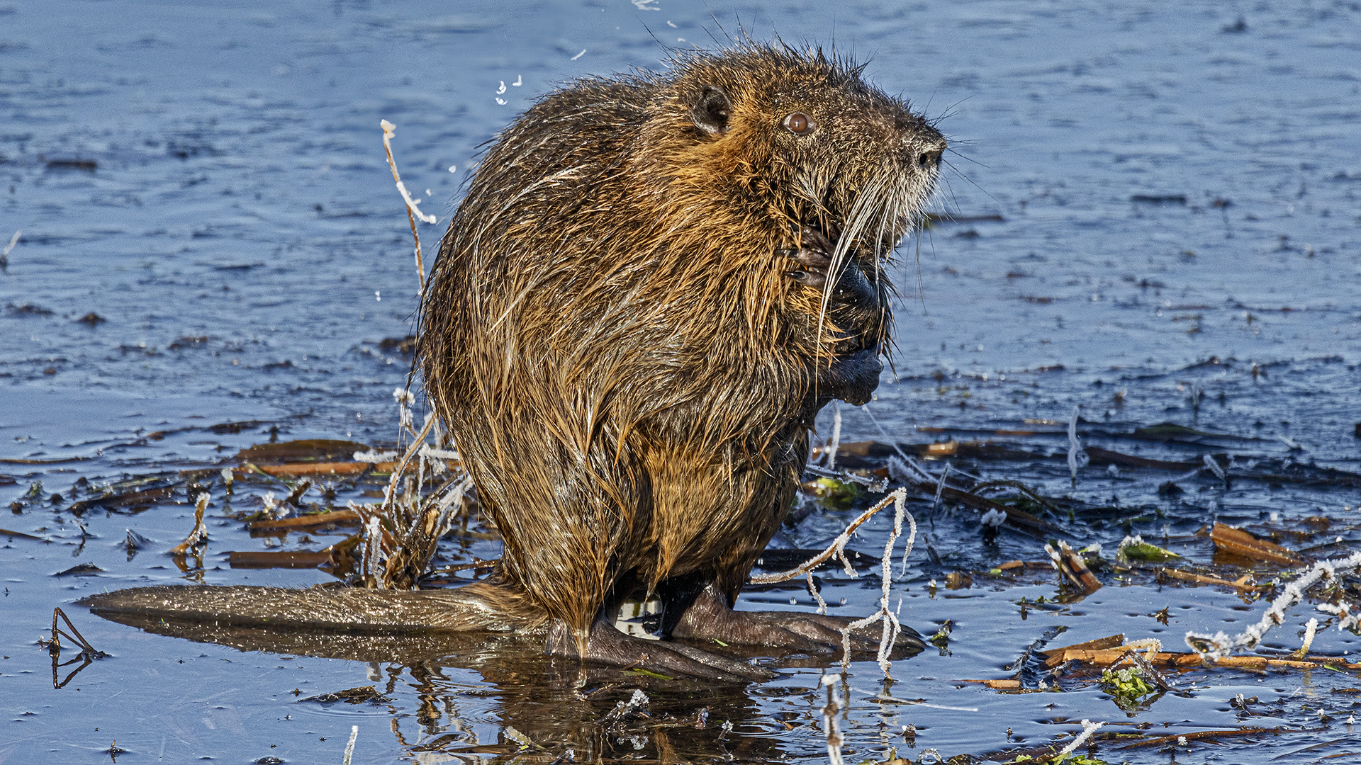 NUTRIA on ICE without SPIKES.