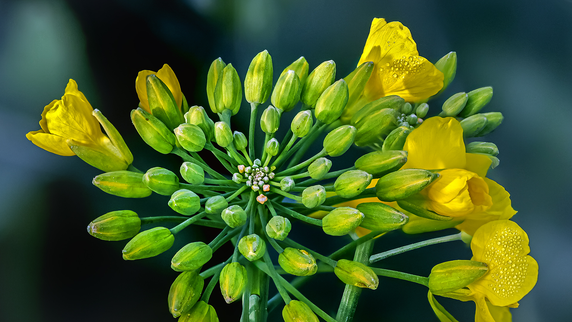 Die Rapspflanze entstand aus einer Kreuzung zwischen Kohl und weißer Rübe.
