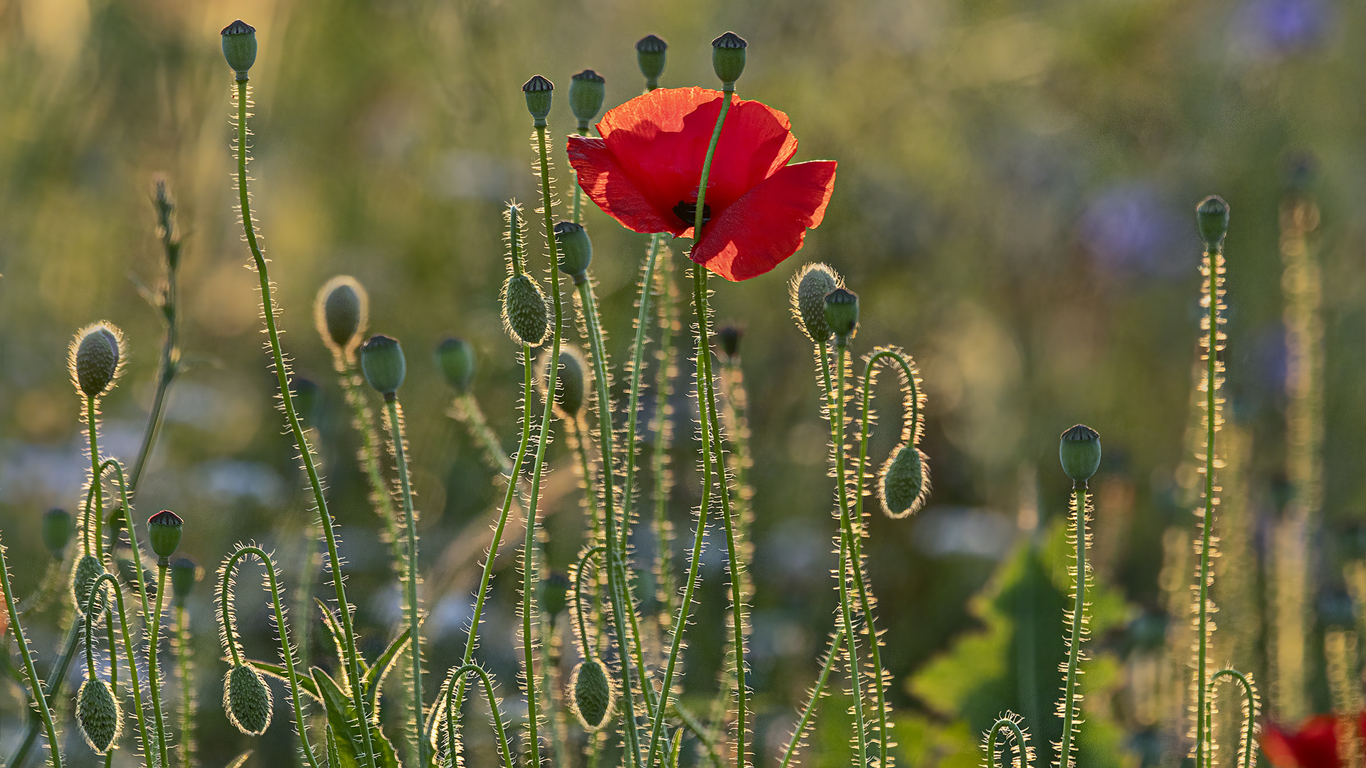 Klatschmohn