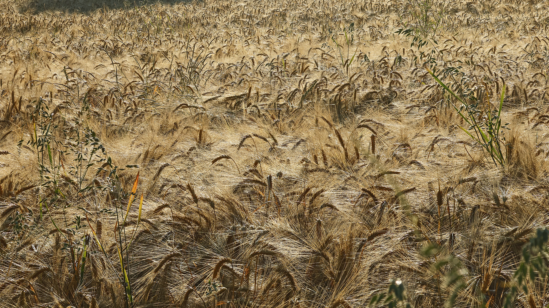 Sommer 2024: Wer sät, der will auch ernten.