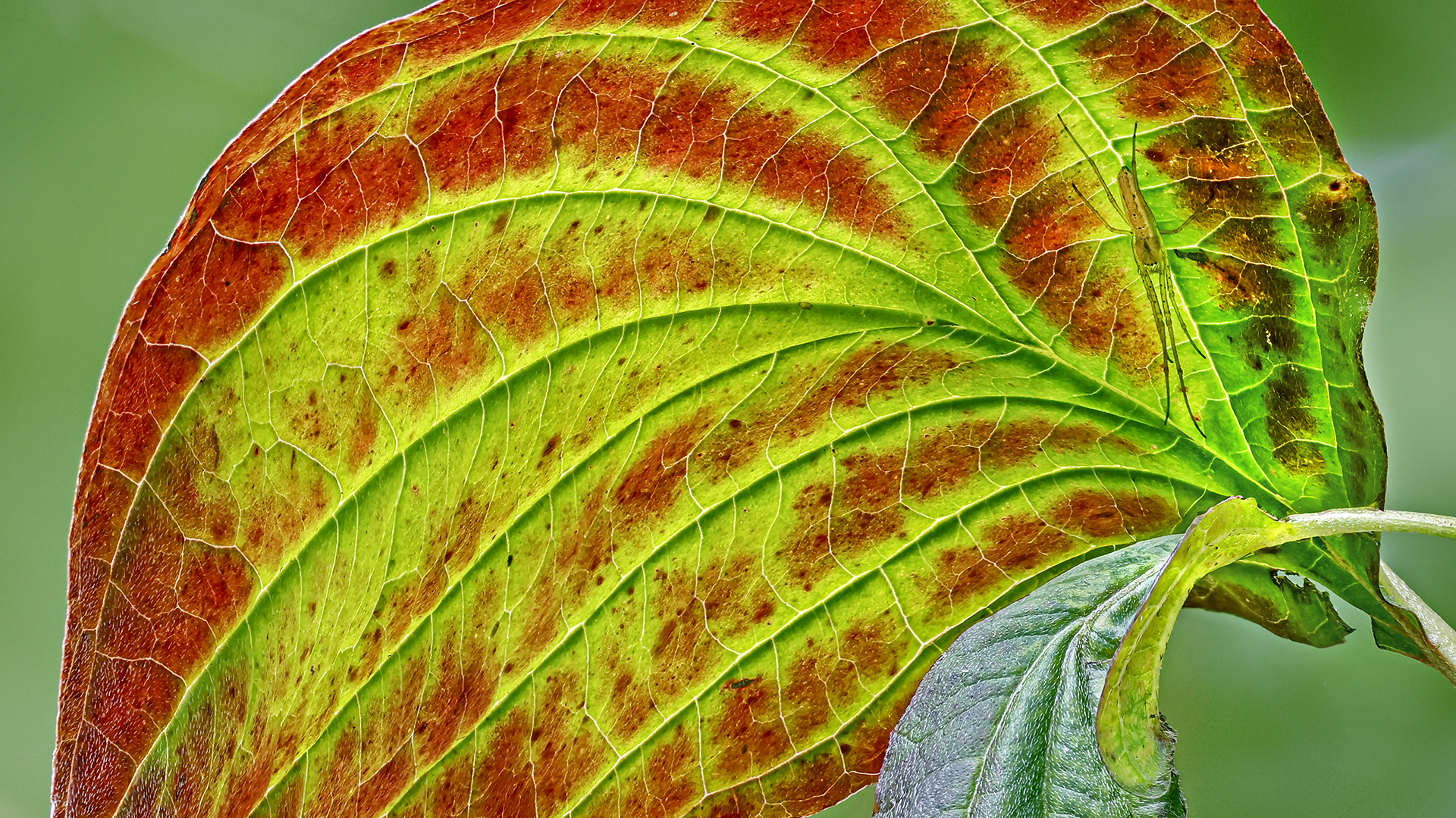 Der Abbau des Chlorophylls in Laubbäumen im Herbst erzeugt charakteristische Veränderungen der Färbung der Blätter. 