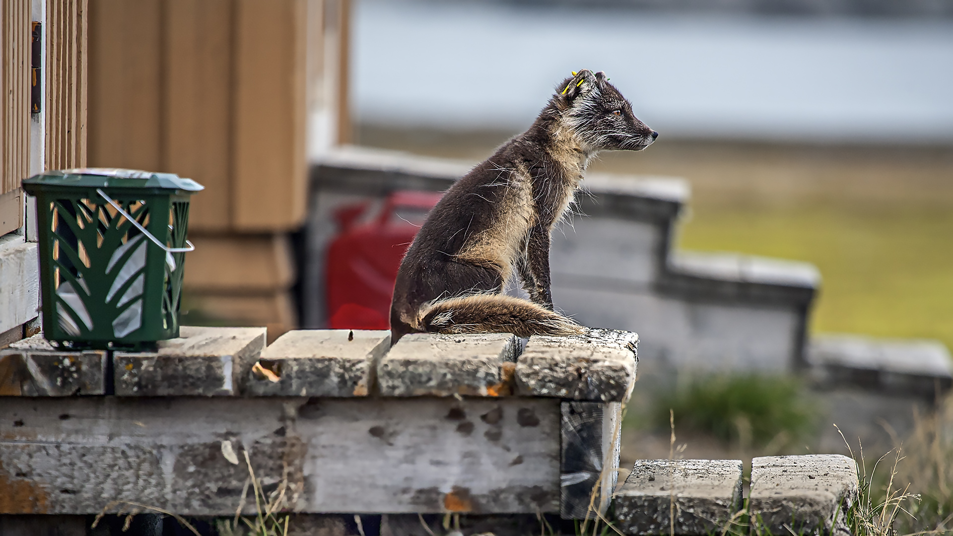 Domesticated Arctic Watch Fox