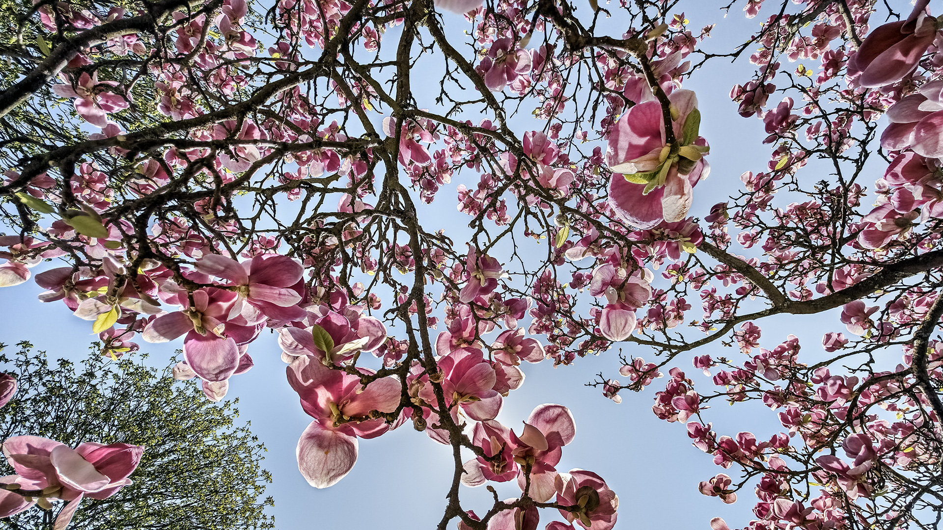 Magnolienpracht im Kurpark von Bad Homburg.