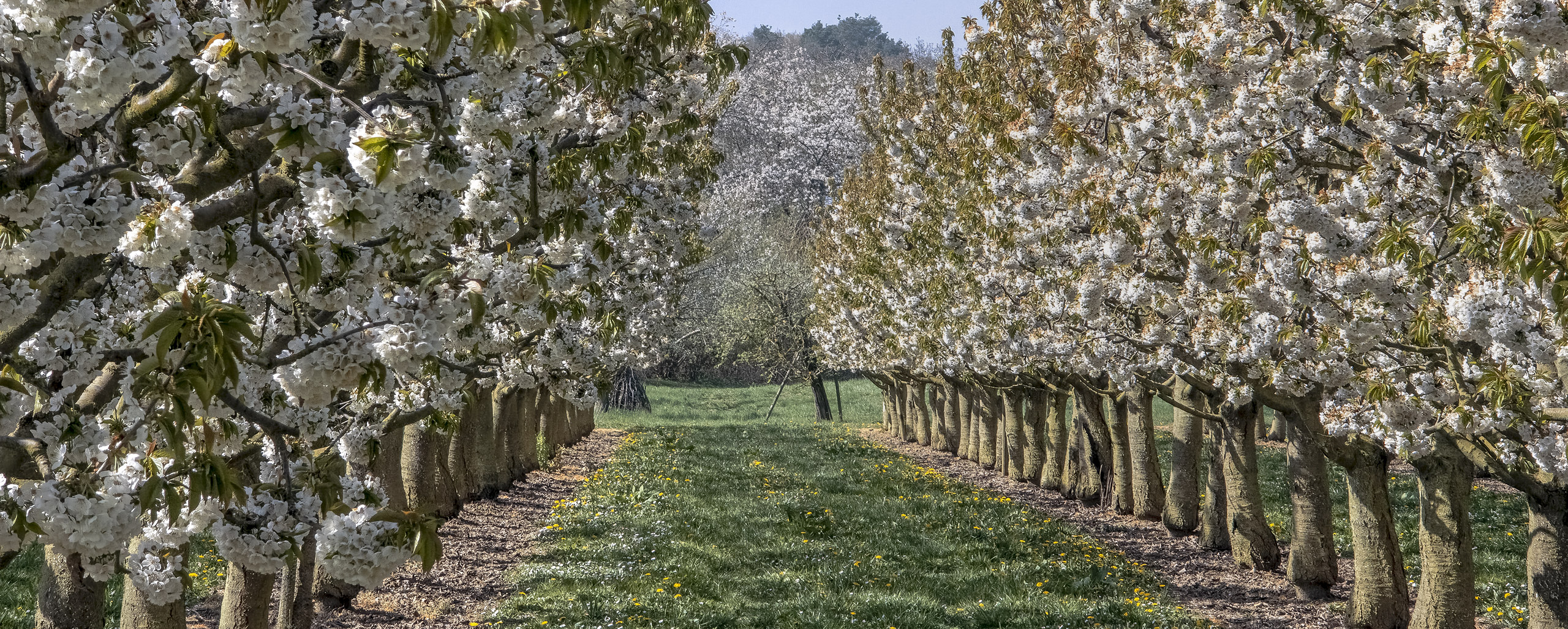 Kommerzieller Anbau versus Vielfalt der Streuobstwiese.