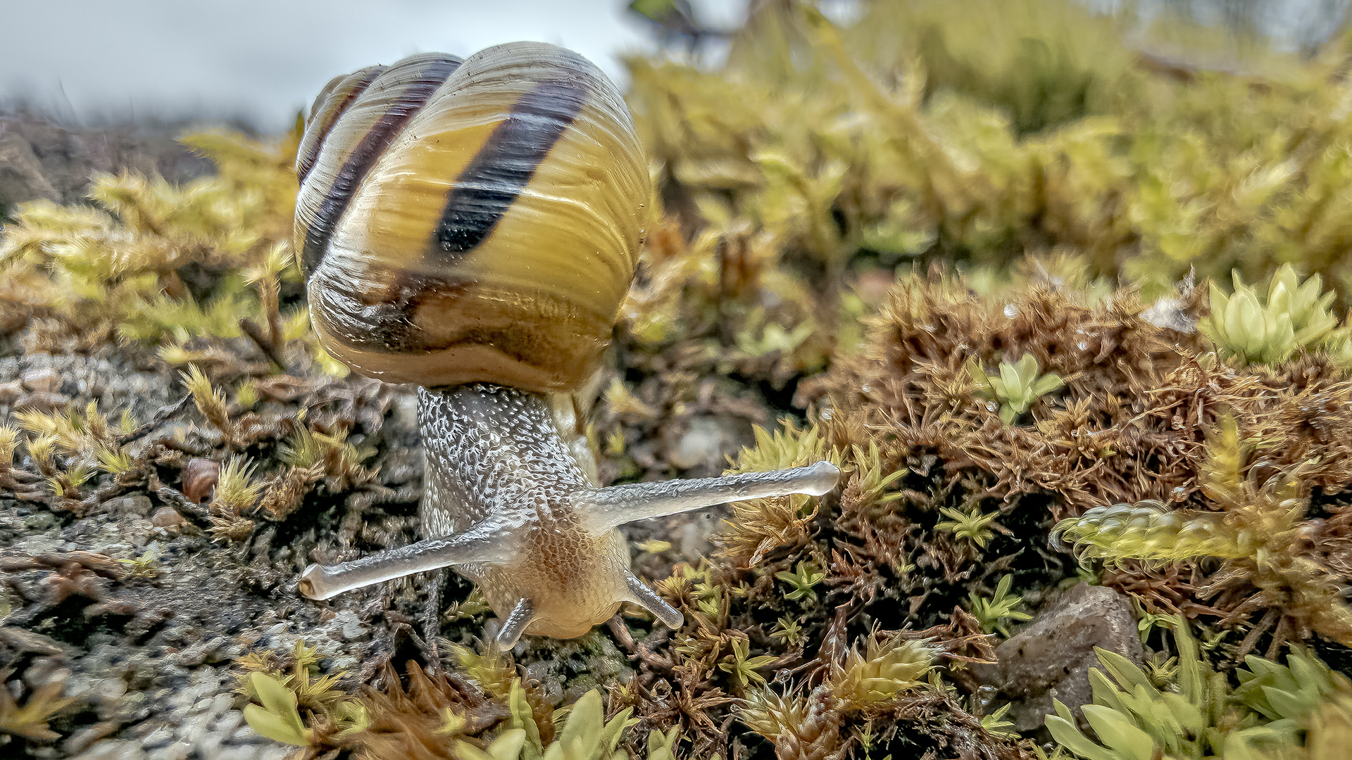 Cepaea hortensis