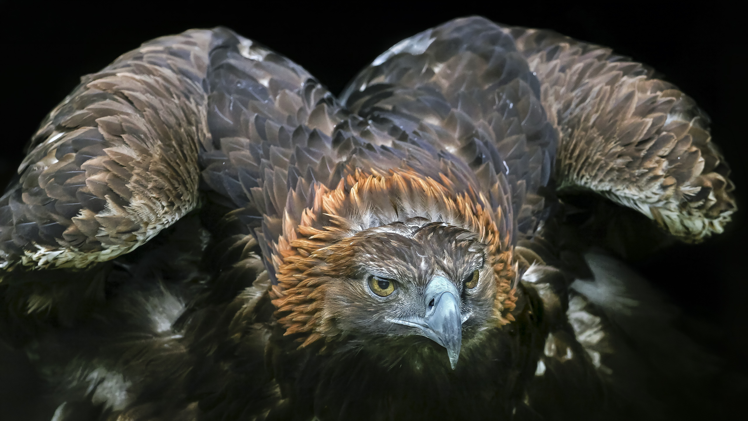 Steinadler