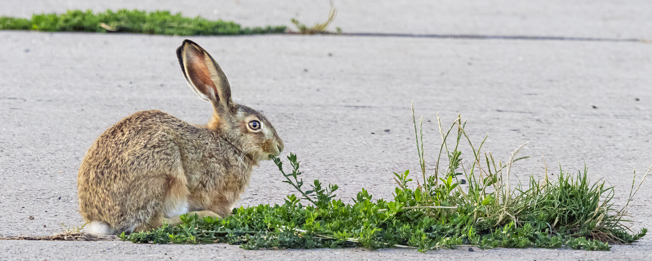 Kaninchen sind deutlich kleiner als Feldhasen - und ziemlich witzig.
