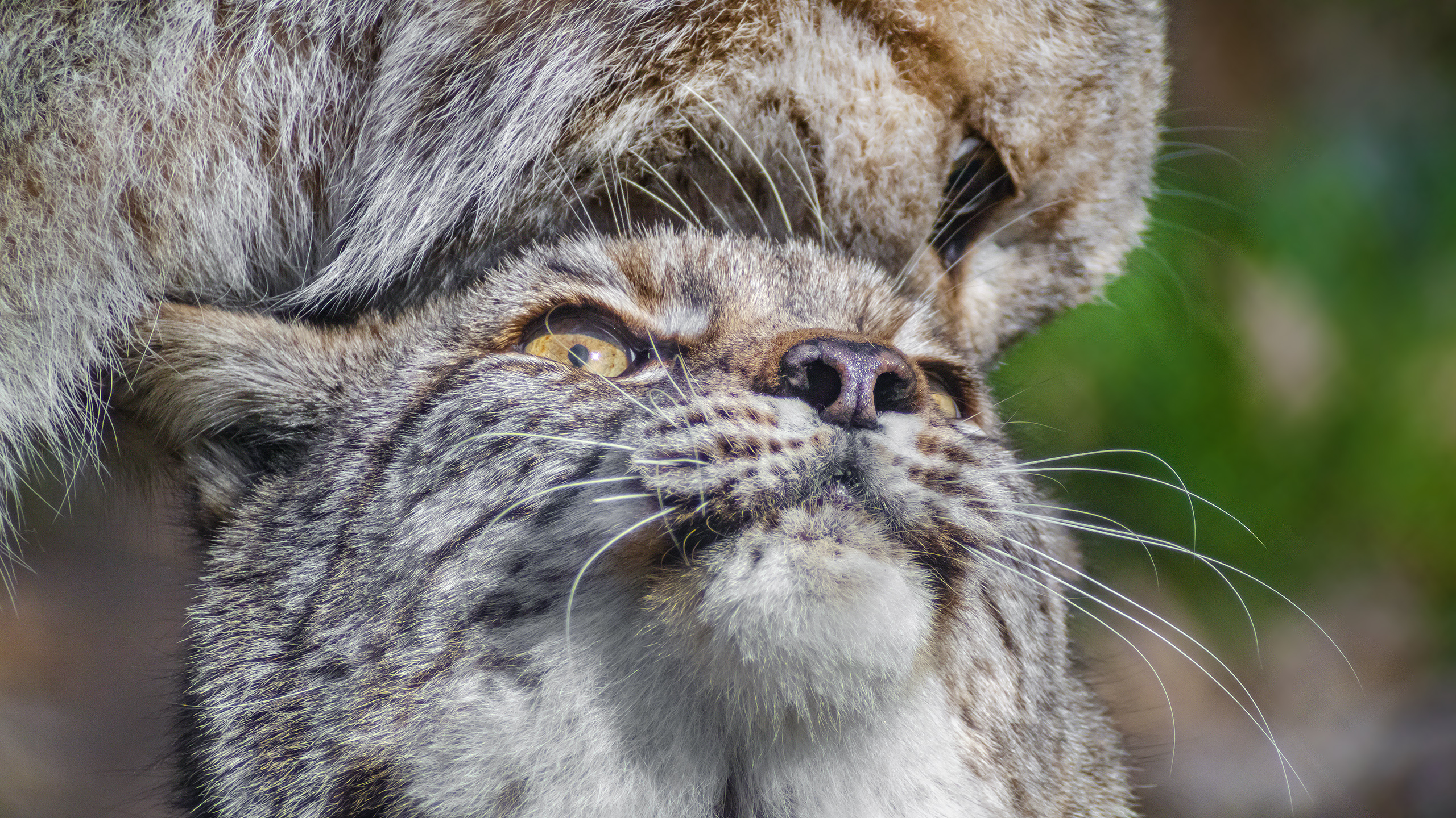DOPPELLUX - Lynx lynx *ganzstillhalteundgenieße*