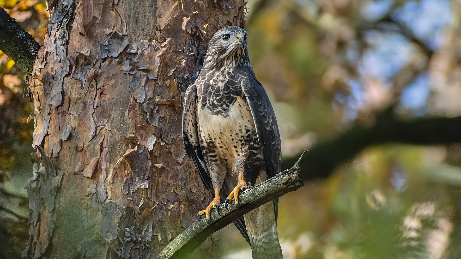 Mäusebussard, unser häufigster Greifvögel.