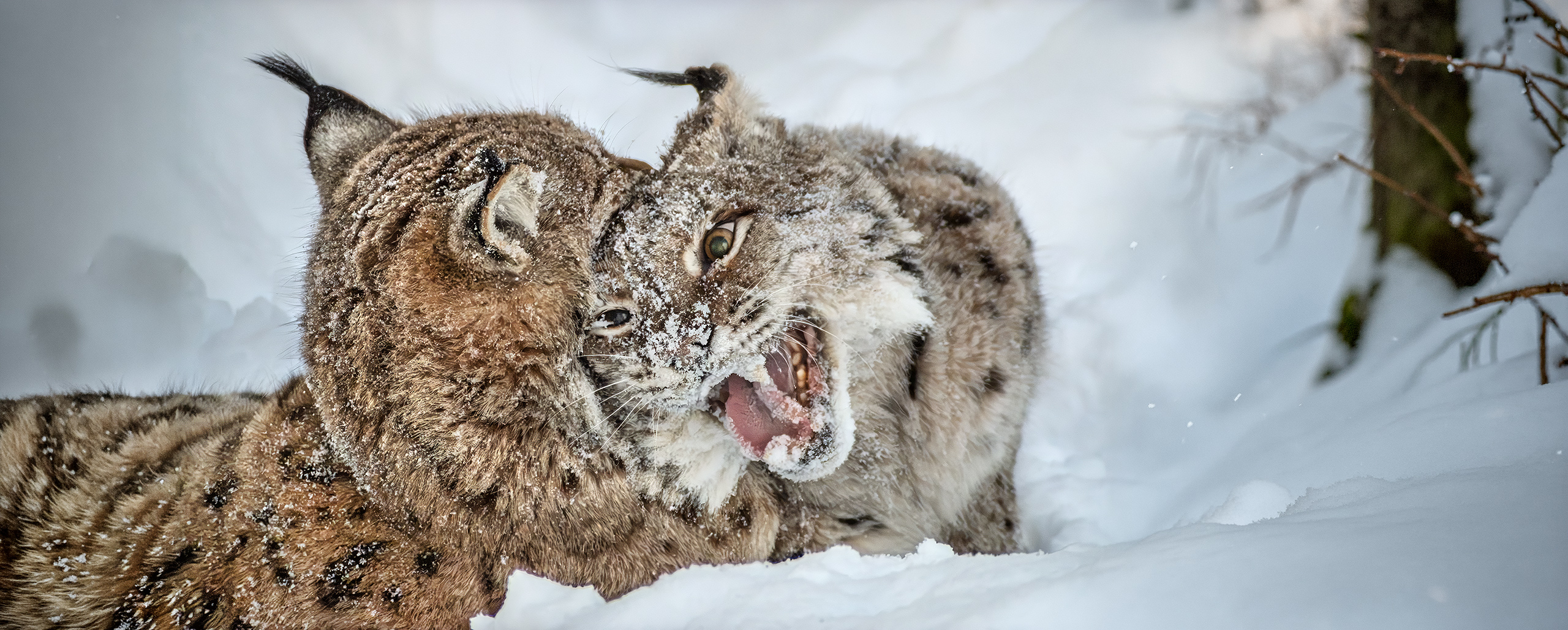 Doppelter Luchs (lynx) - beobachtet im NP Bayerischer Wald, Tierfreigelände.