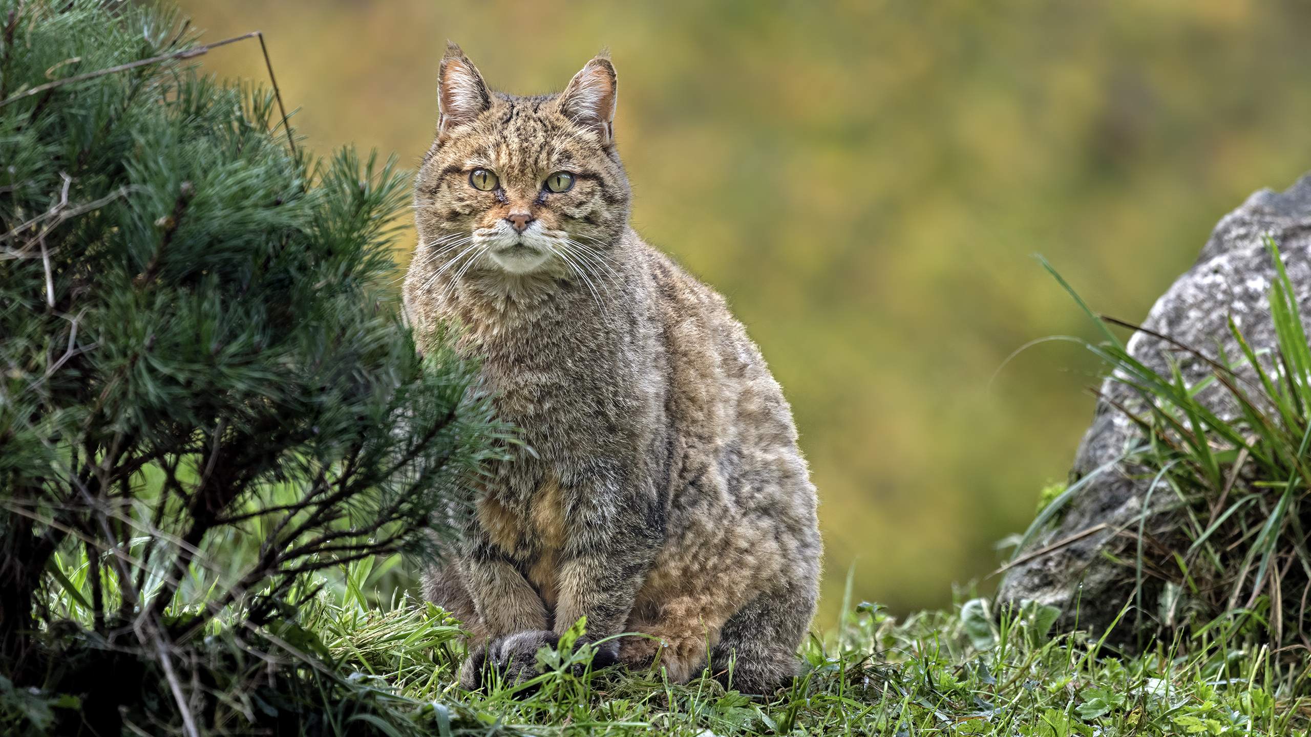 Lookout for dinner.