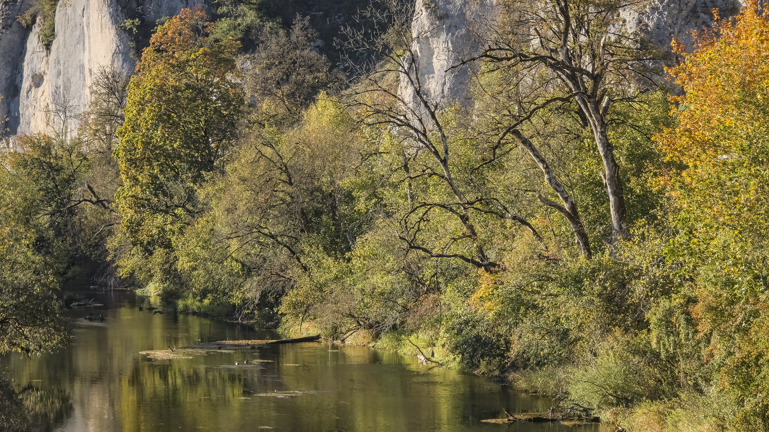 Im Tal der Oberen Donau bei Gutenstein.