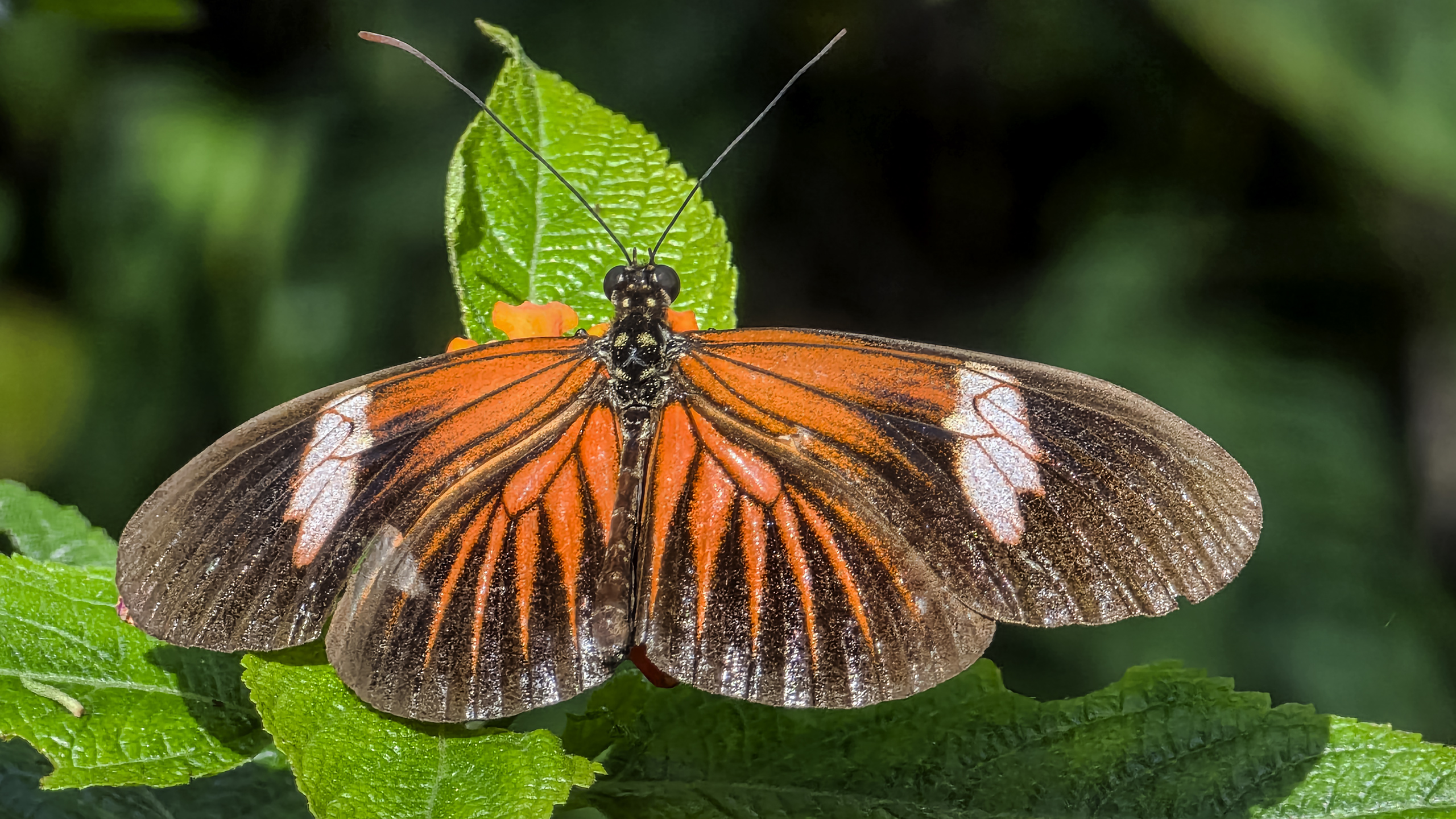 Schmetterlingshaus Insel Mainau - Heliconius.