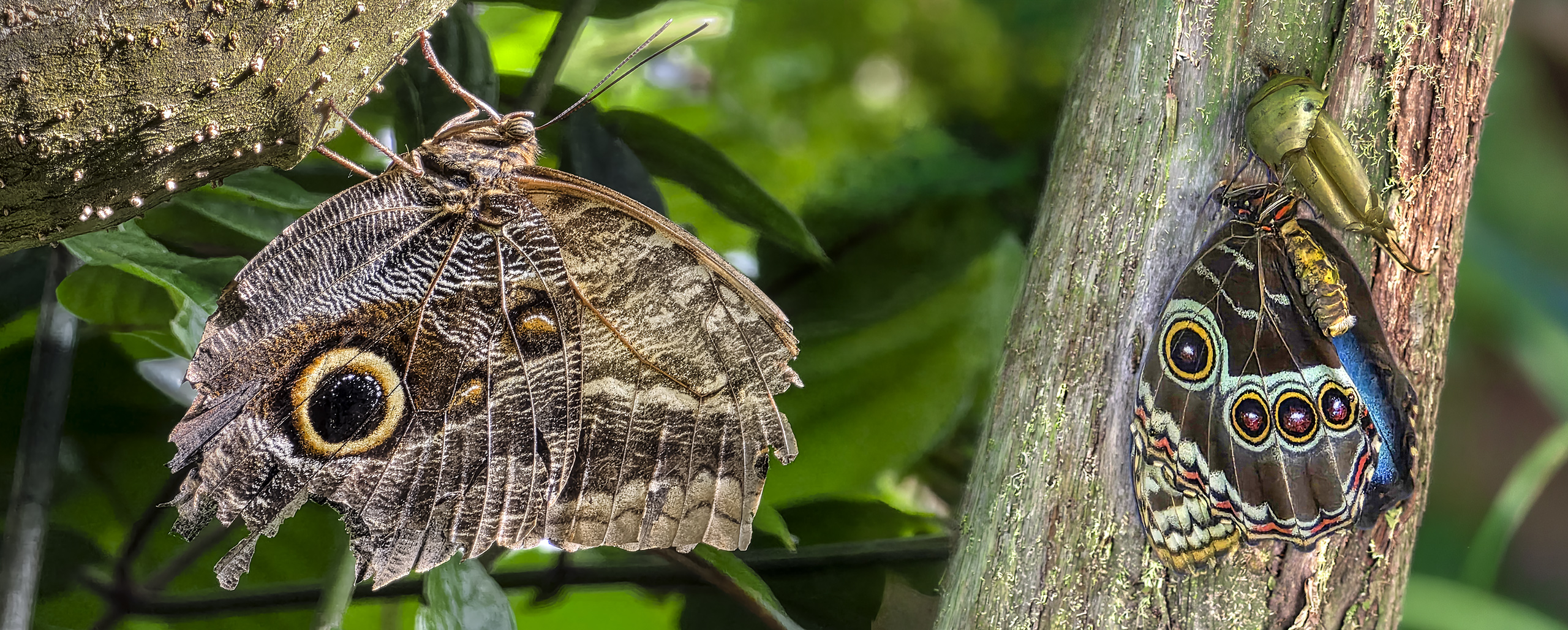 Schmetterlingshaus Insel Mainau - Eulen-Augenfalter versus Blauer Morpho.