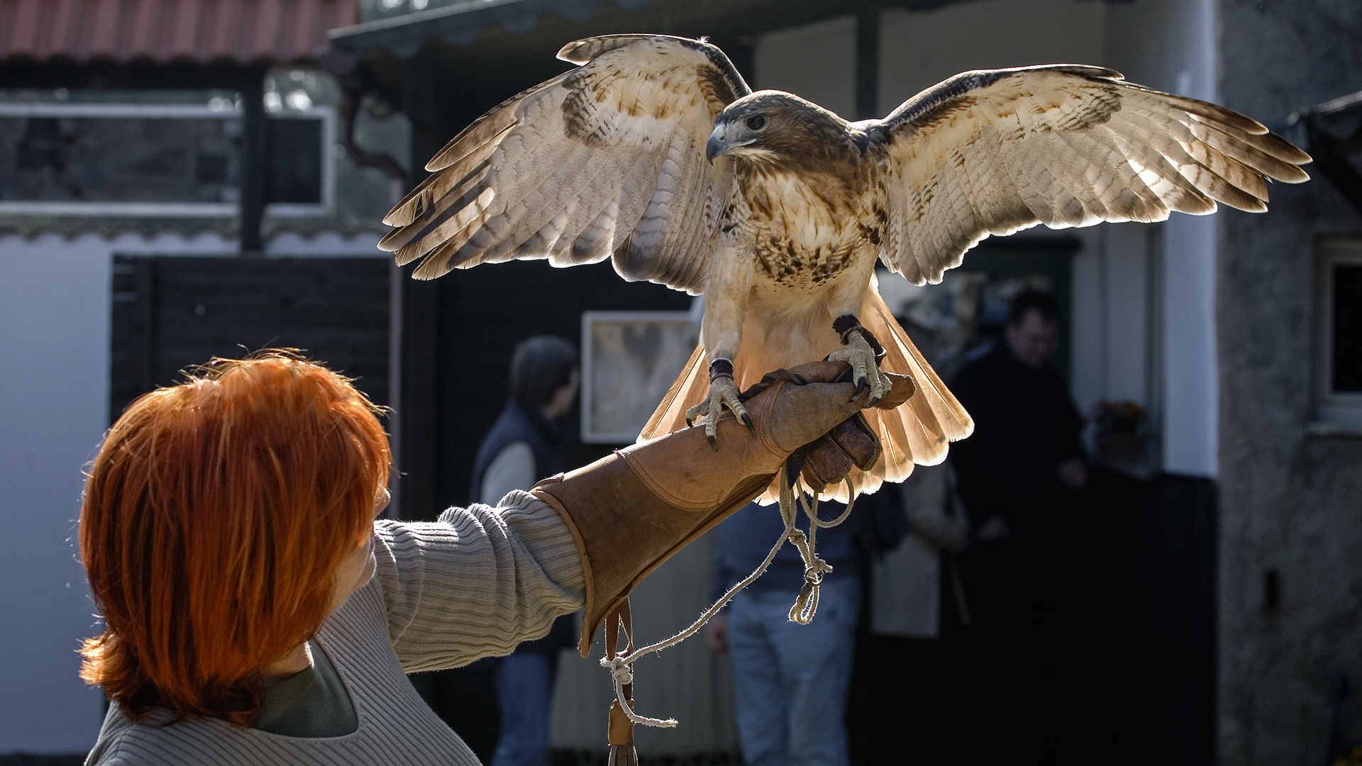 Rotschwanzbussard