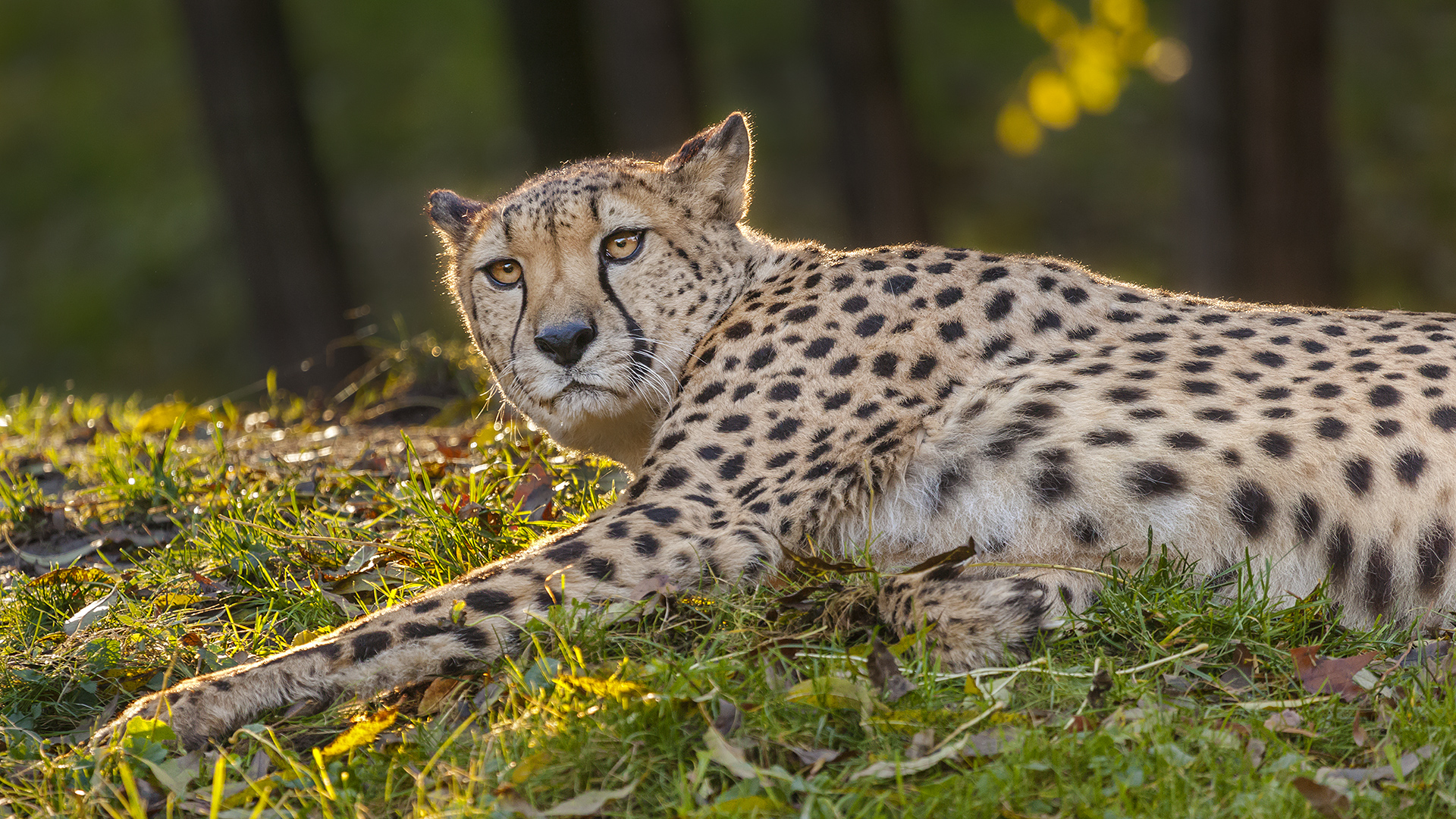 Gepard