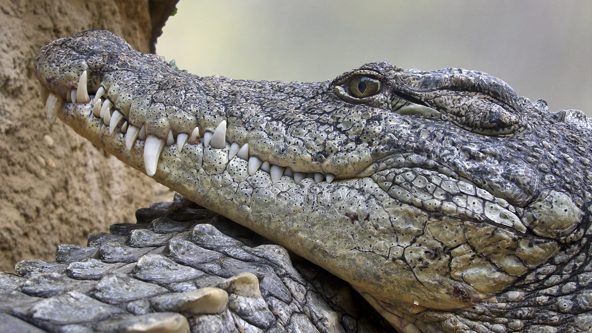 Nilkrokodil