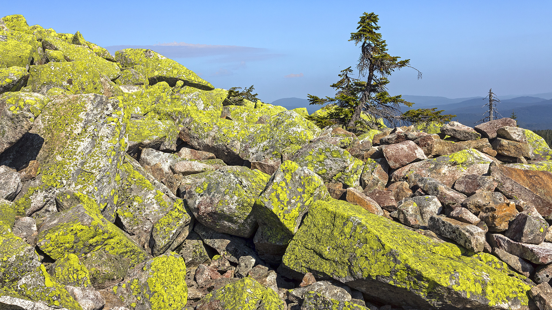 Kaiserwetter auf dem Lusen - Farbenspiel inmitten von Granitblöcken.