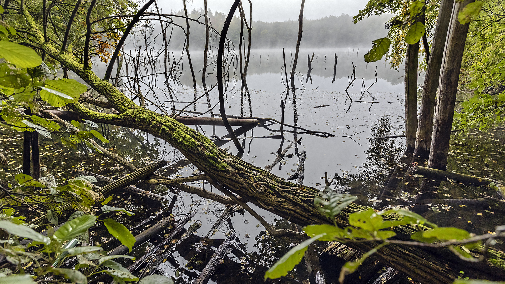 Morgennebel auf dem Vogelsberger See.