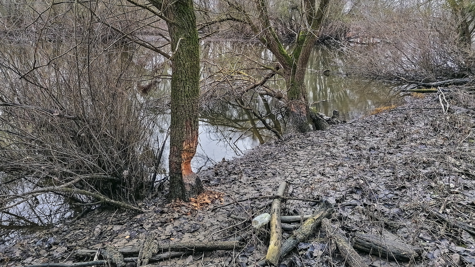 Hessisches Ried: Rheinauen bei Leeheim mit Spuren des Bibers.