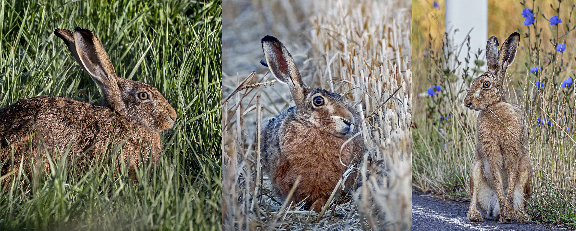 Feldhase -Osterhase - Angsthase