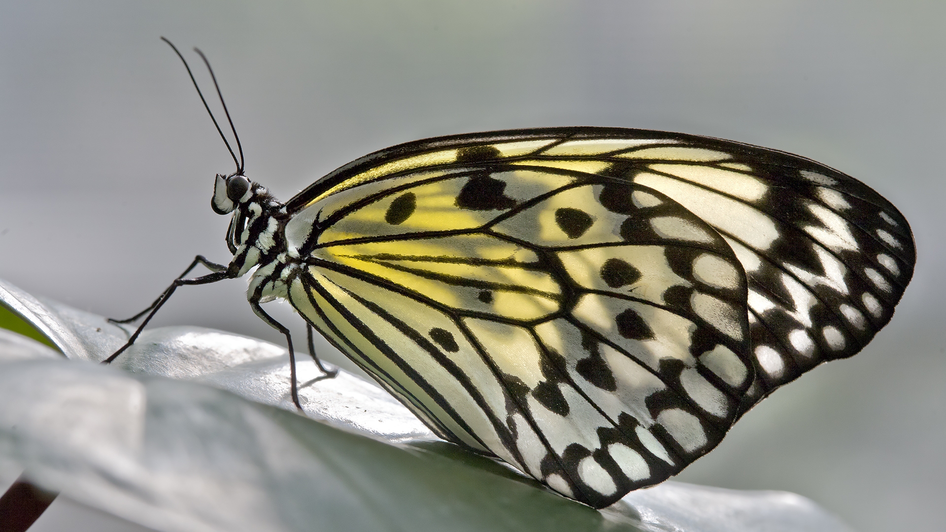 Ideopsis inventa