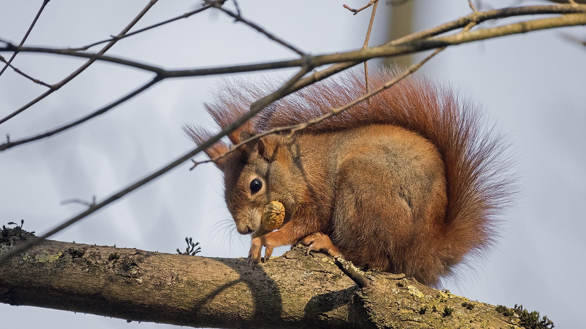 Eichhörnchen im Schlosspark Wiesbaden-Biebrich.