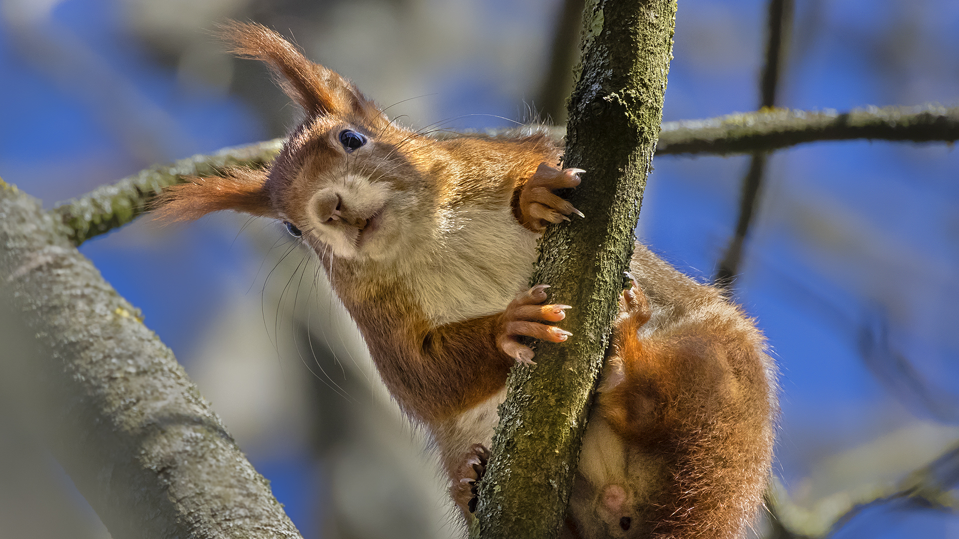 Eichhörnchen im Schlosspark Wiesbaden-Biebrich.