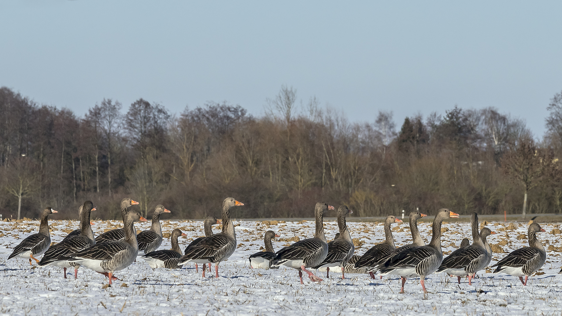 Graugänse im Bingenheimer Ried: Eigentlich Zugvögel, aber manche überwintern bei uns.