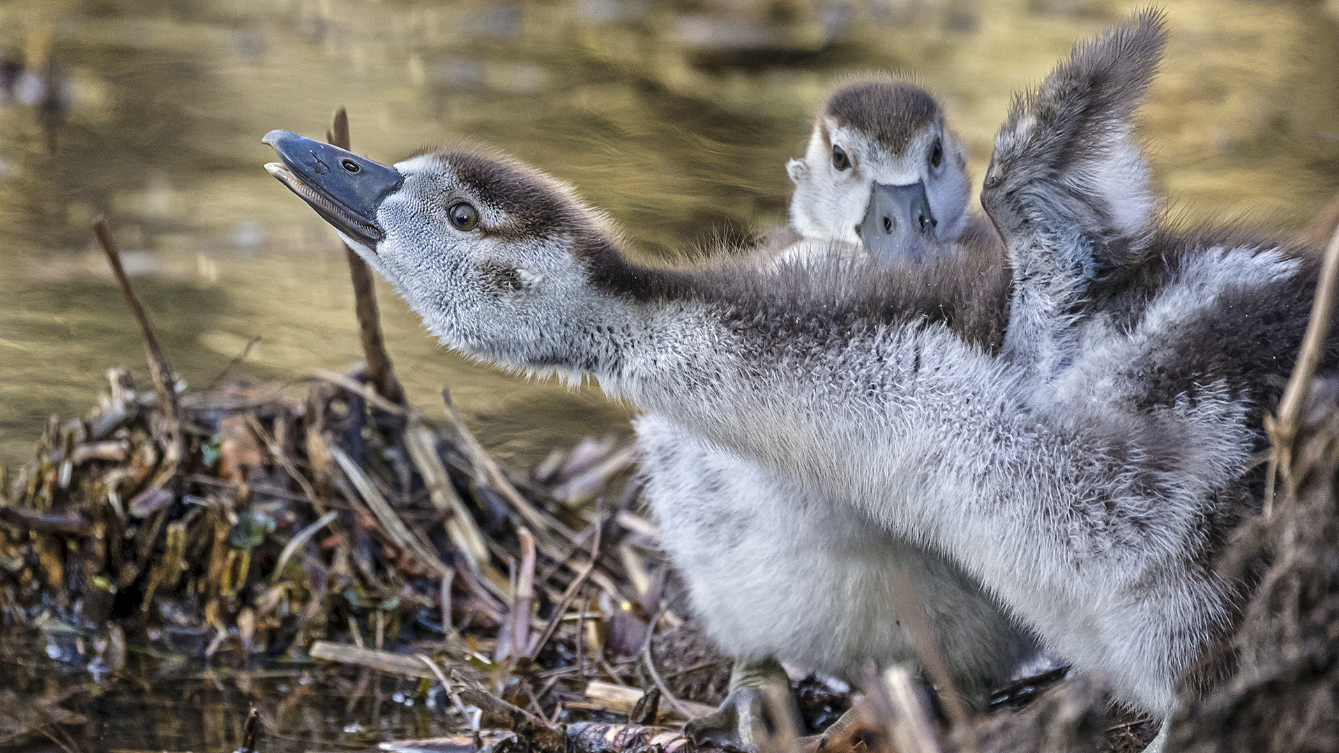 Nilgans Gössel. Brutzeit ist - Winter ausgenommen - fast das ganze Jahr über.