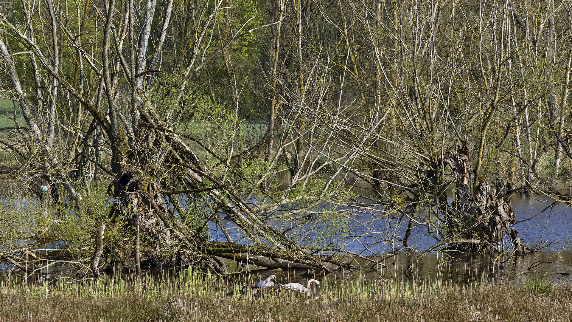 Horloff-Auen, Wetterau.