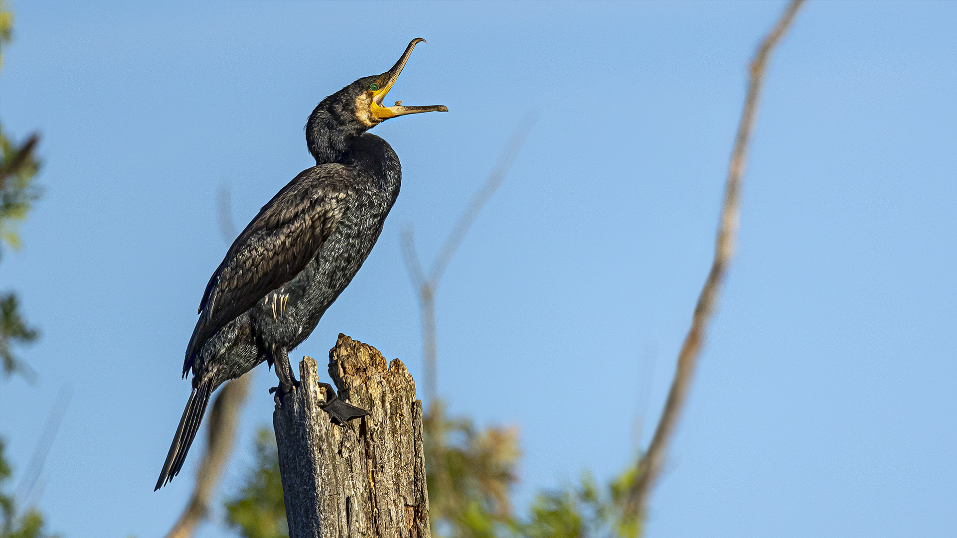 Kormoran