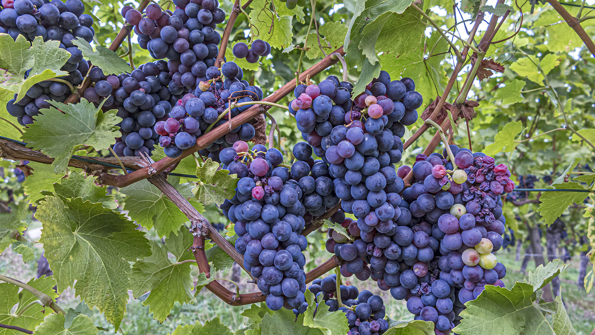 Trollinger - die württembergische Kulttraube für einen besonderen Rotwein.