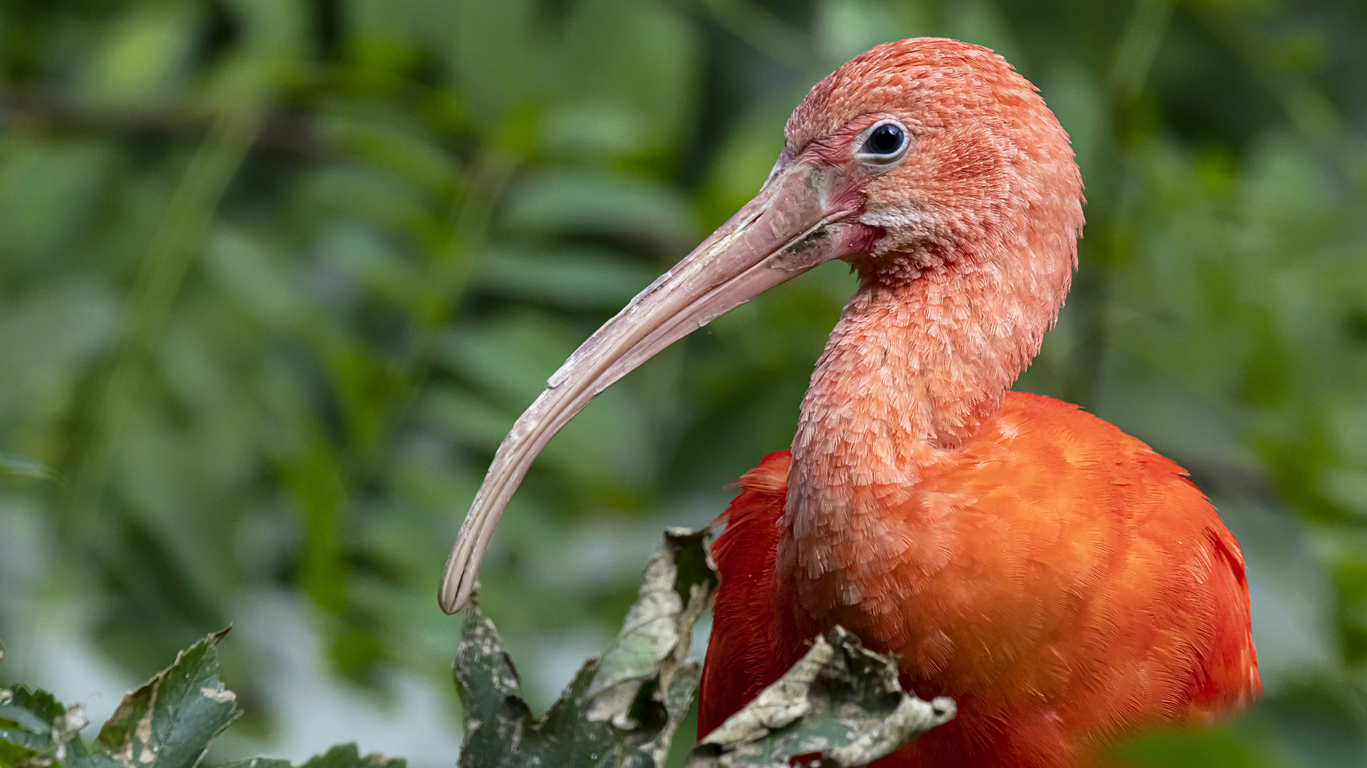 Roter Ibis